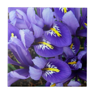 Miniature Blue Irises Spring Floral Tile