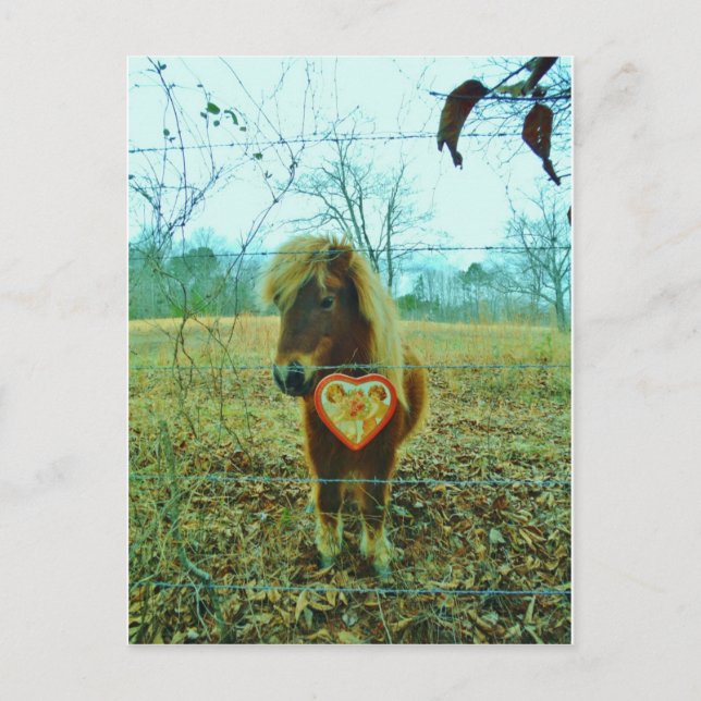 Miniature Brown horse Valentine Heart Holiday Postcard (Front)