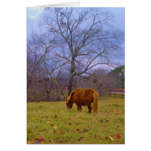 Miniature brun cheval bleu ciel