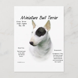 Miniature Bull Terrier History Design Postcard