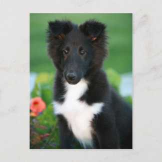 miniature collie postcard