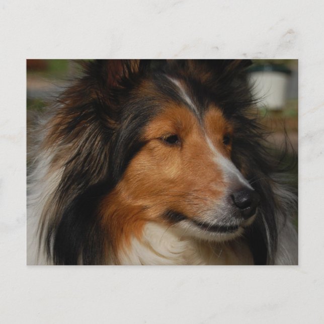 Miniature Collie Postcard (Front)