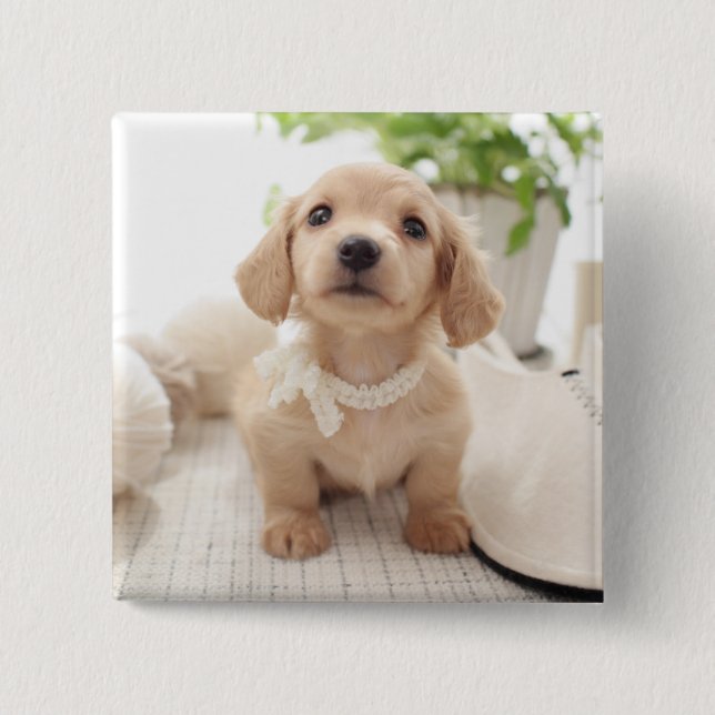 Miniature Dachshund 2 Inch Square Button (Front)