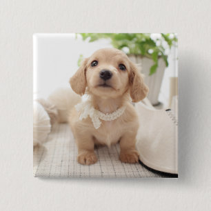 Miniature Dachshund 2 Inch Square Button