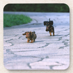 Miniature Dachshund 3 Coaster