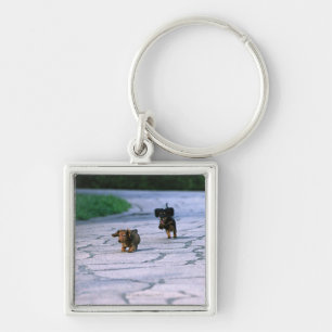 Miniature Dachshund 3 Keychain