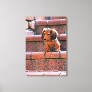Miniature Dachshund 5 Canvas Print