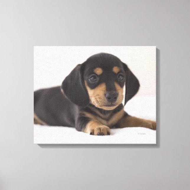 Miniature Dachshund Canvas Print (Front)