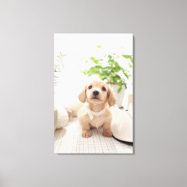 Miniature Dachshund Canvas Print (Front)