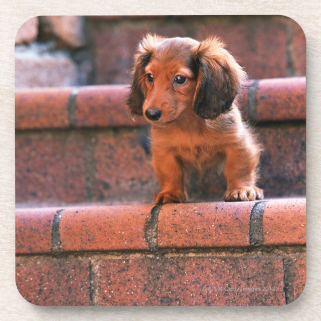 Miniature Dachshund Coaster (Front)