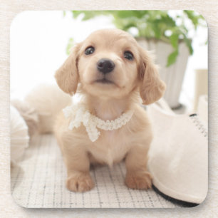 Miniature Dachshund Coaster