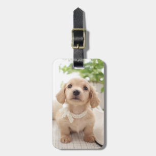 Miniature Dachshund Luggage Tag