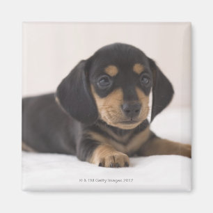 Miniature Dachshund Magnet