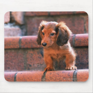 Miniature Dachshund Mouse Pad