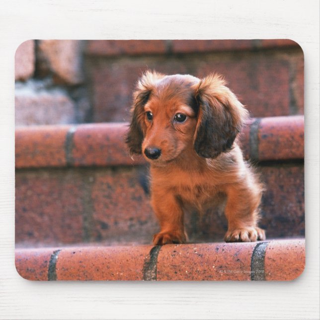 Miniature Dachshund Mouse Pad (Front)