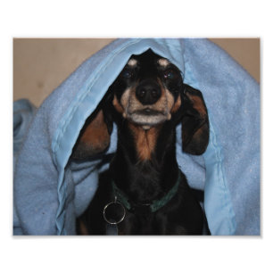 Miniature Dachshund Peek a Boo Photo Print