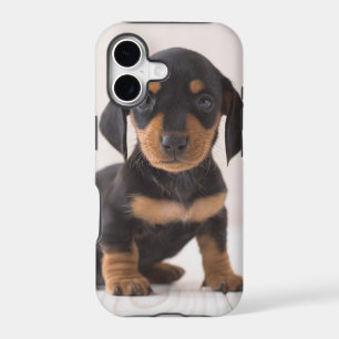 Miniature Dachshund Sitting