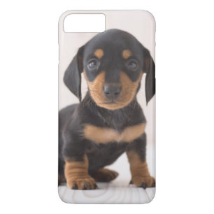 Miniature Dachshund Sitting Case-Mate iPhone Case