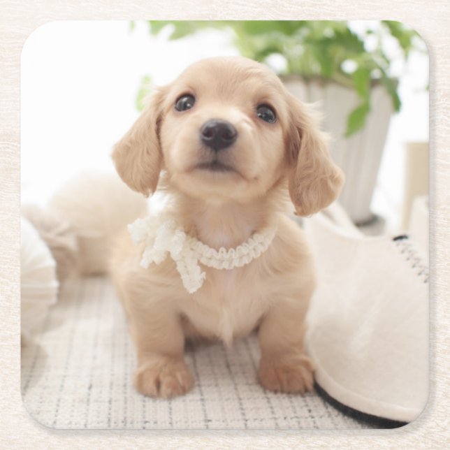 Miniature Dachshund Square Paper Coaster (Front)