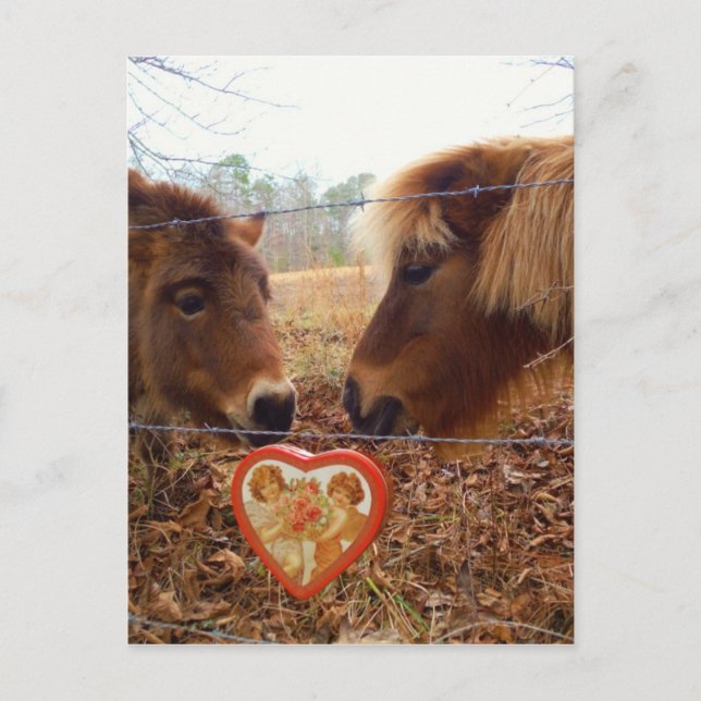 Miniature Donkey & Horse Valentine Heart Holiday Postcard (Front)