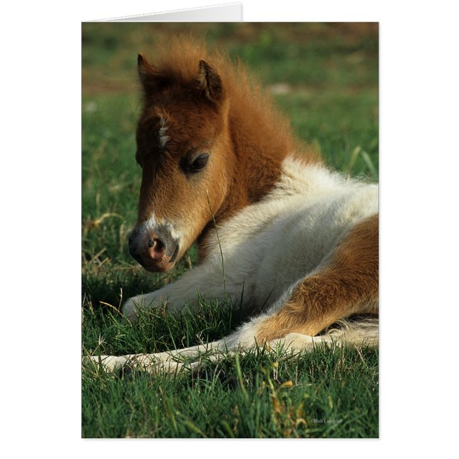 Miniature Foal Laying Down (Front)