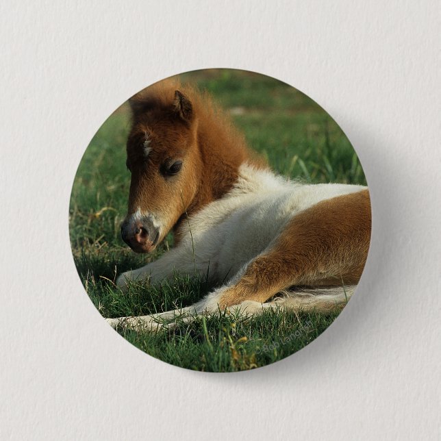 Miniature Foal Laying Down 2 Inch Round Button (Front)