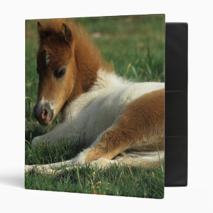 Miniature Foal Laying Down Binder