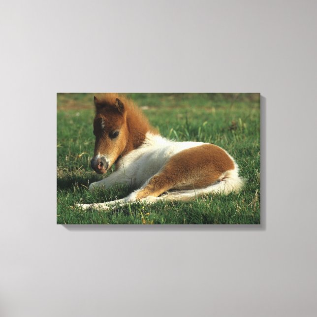 Miniature Foal Laying Down Canvas Print (Front)