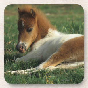 Miniature Foal Laying Down Coaster