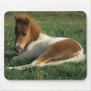 Miniature Foal Laying Down Mouse Pad