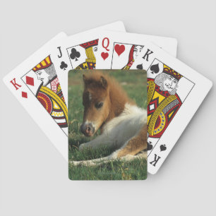 Miniature Foal Laying Down Playing Cards