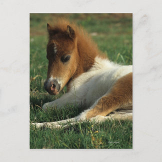 Miniature Foal Laying Down Postcard