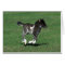 Miniature Foal Running