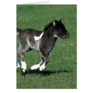 Miniature Foal Running
