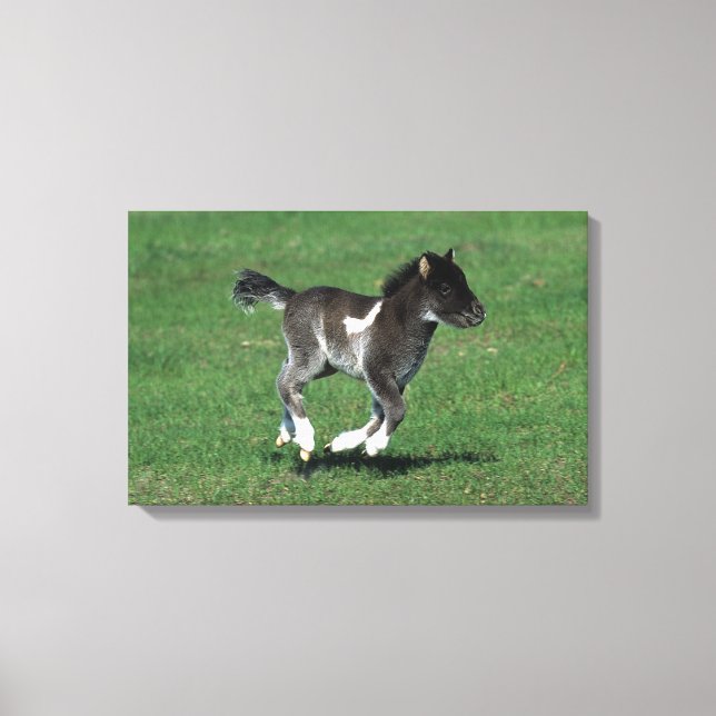 Miniature Foal Running Canvas Print (Front)