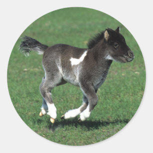 Miniature Foal Running Classic Round Sticker