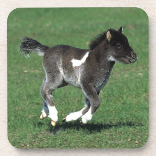 Miniature Foal Running Coaster