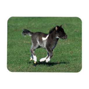 Miniature Foal Running Magnet