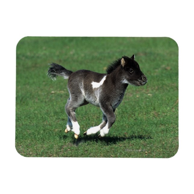 Miniature Foal Running Magnet (Horizontal)