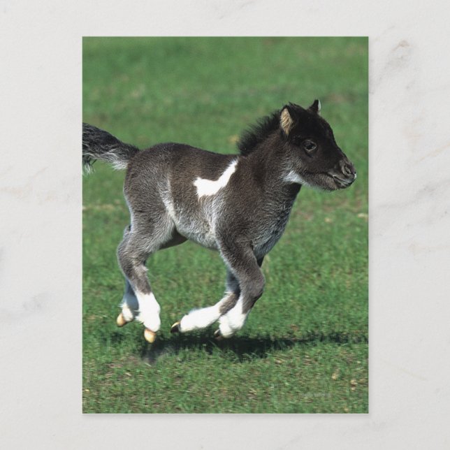 Miniature Foal Running Postcard (Front)