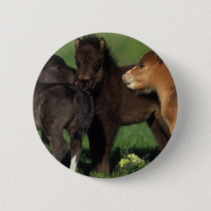 Miniature Foals 1 2 Inch Round Button