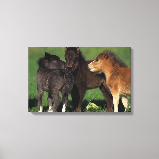Miniature Foals 1 Canvas Print (Front)