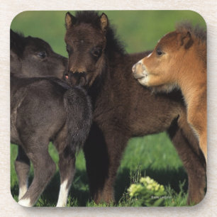 Miniature Foals 1 Coaster