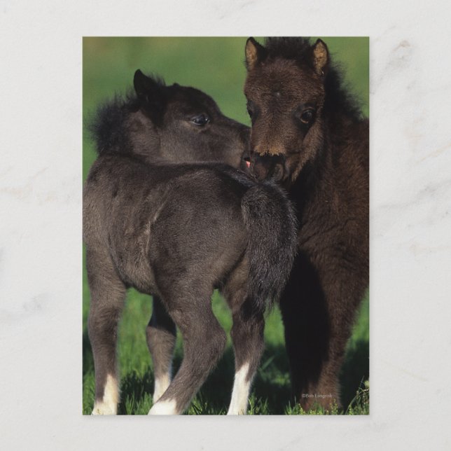 Miniature Foals 1 Postcard (Front)