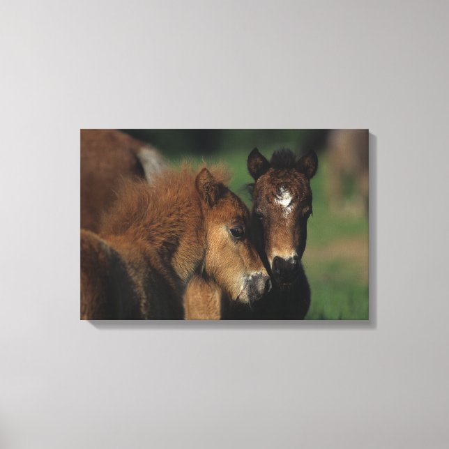 Miniature Foals 2 Canvas Print (Front)