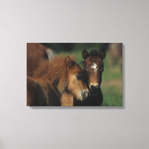 Miniature Foals 2 Canvas Print