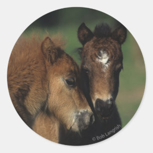 Miniature Foals 2 Classic Round Sticker