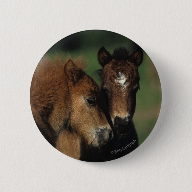 Miniature Foals 2 Inch Round Button (Front)