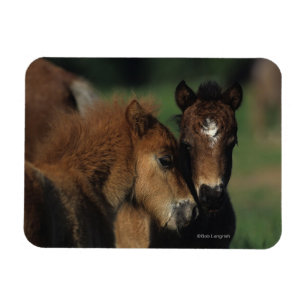 Miniature Foals 2 Magnet