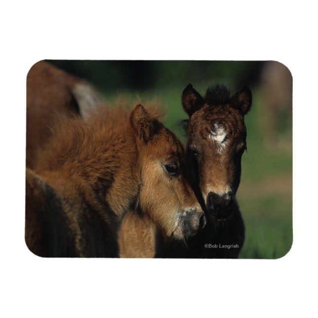Miniature Foals 2 Magnet (Horizontal)